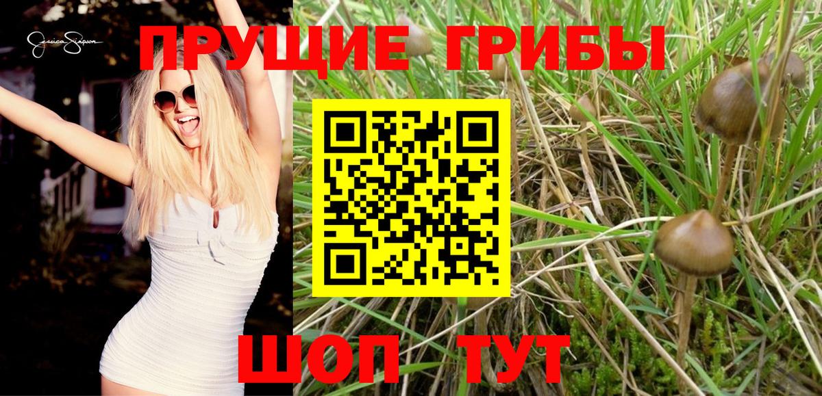 Псилоцибиновые грибы Psilocybe Горно-Алтайск