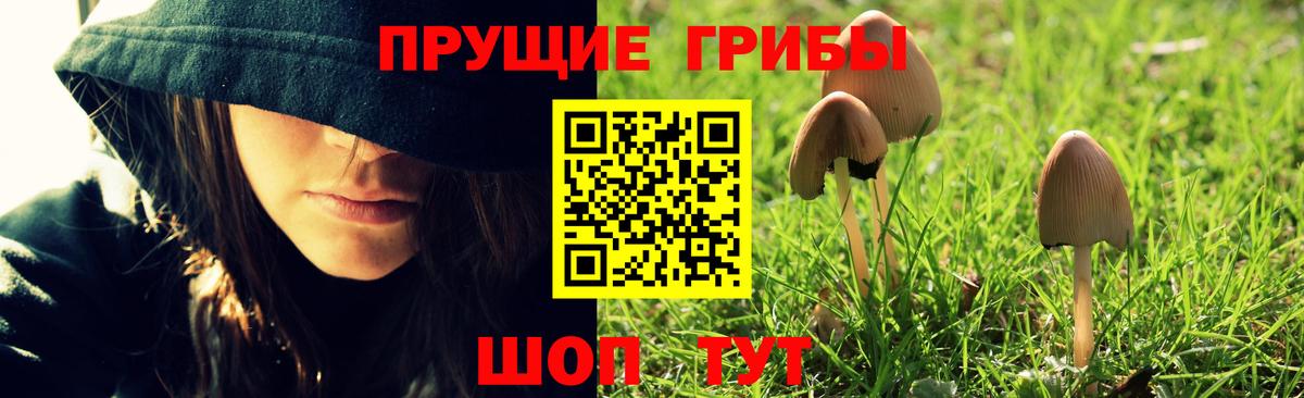 Псилоцибиновые грибы GOLDEN TEACHER  Вход с VPN  Горно-Алтайск 